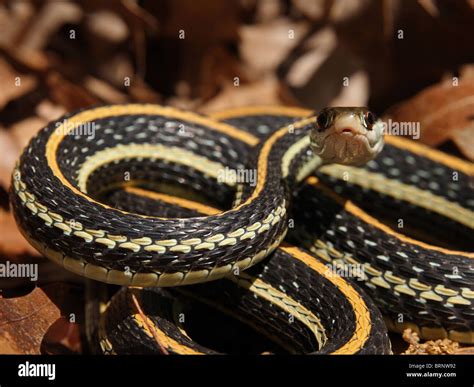 western ribbon snake poisonous.